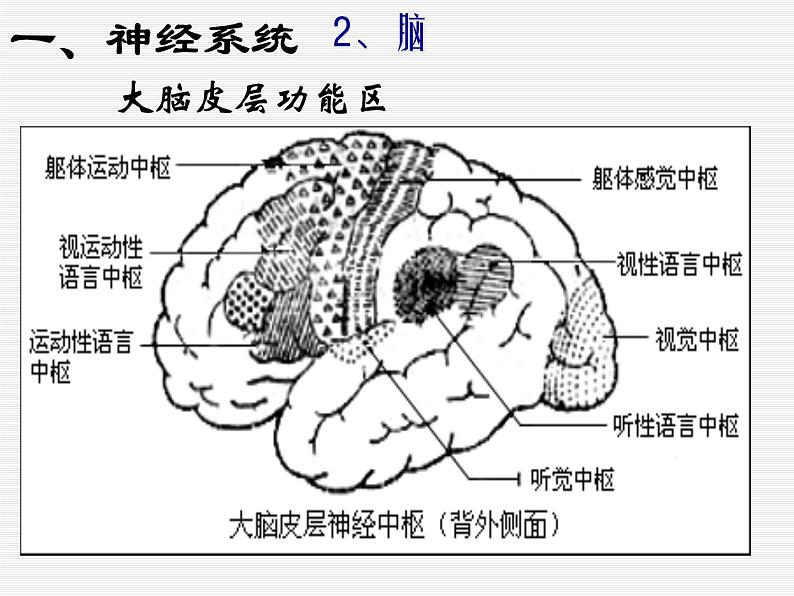 华师大版八年级下册科学 7.2人体生命活动的神经调节 课件第8页