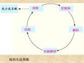 浙教版七年级下册科学 1.3动物的生长时期 课件