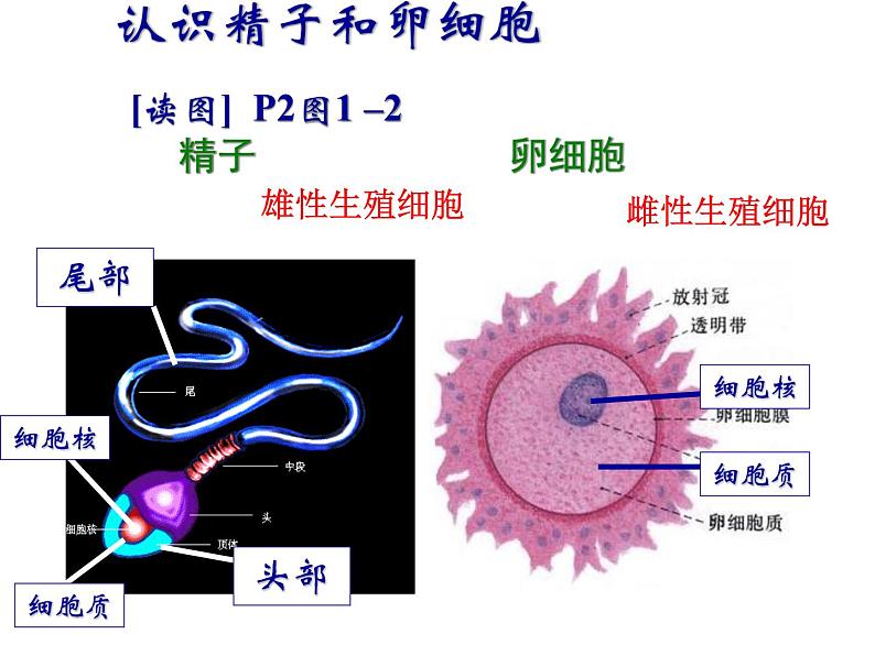 浙教版七年级下册科学 1.1新生命的诞生 课件第2页