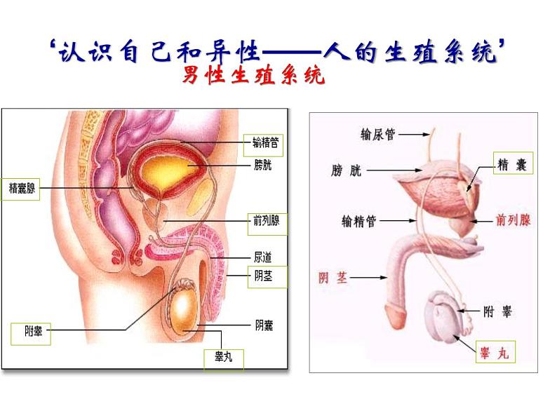 浙教版七年级下册科学 1.1新生命的诞生 课件第4页