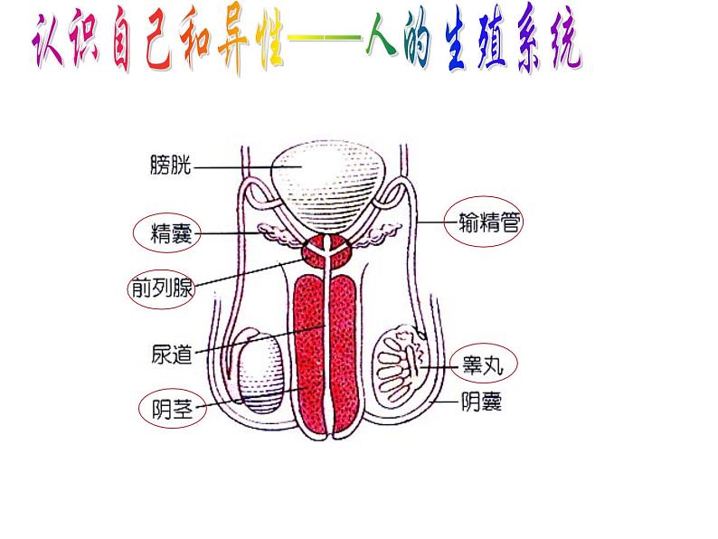 浙教版七年级下册科学 1.1新生命的诞生 课件第5页