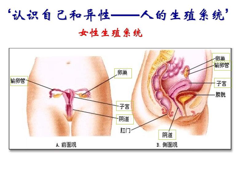 浙教版七年级下册科学 1.1新生命的诞生 课件第7页