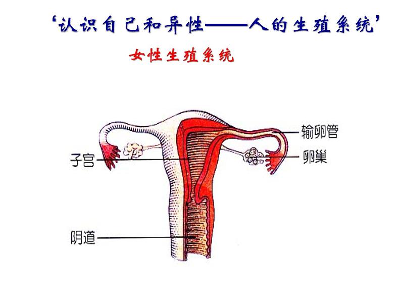 浙教版七年级下册科学 1.1新生命的诞生 课件第8页