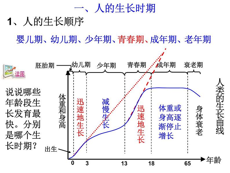 浙教版七年级下册科学 1.2走向成熟 课件第3页