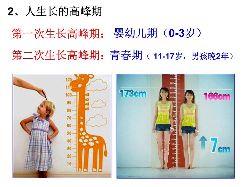 浙教版七年级下册科学 1.2走向成熟 课件第4页