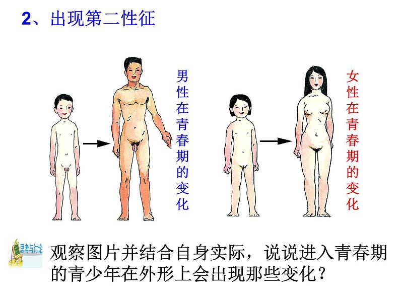 浙教版七年级下册科学 1.2走向成熟 课件第8页