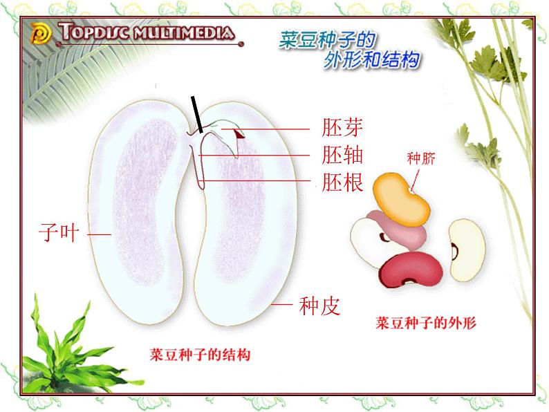 浙教版七年级下册科学 1.4植物的一生 课件第6页