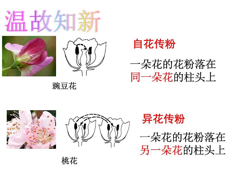 浙教版七年级下册科学 1.5植物生殖方式的多样性 课件第4页