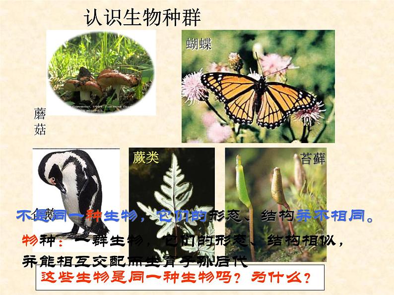 华师大版七年级下册科学 5.1种群和群落 课件第1页