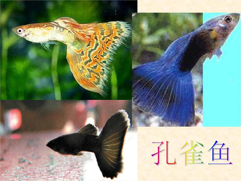 华师大版七年级下册科学 5.1种群和群落 课件第2页