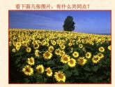 华师大版七年级下册科学 5.1种群和群落 课件