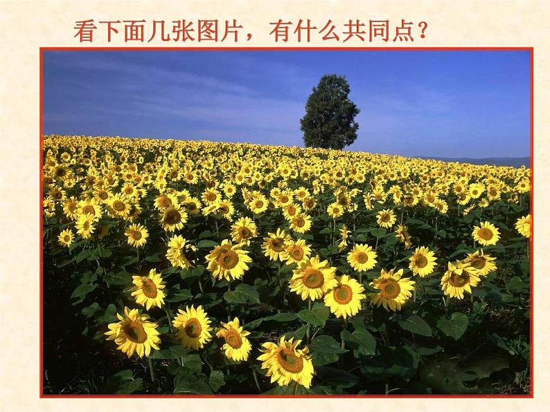 华师大版七年级下册科学 5.1种群和群落 课件第3页