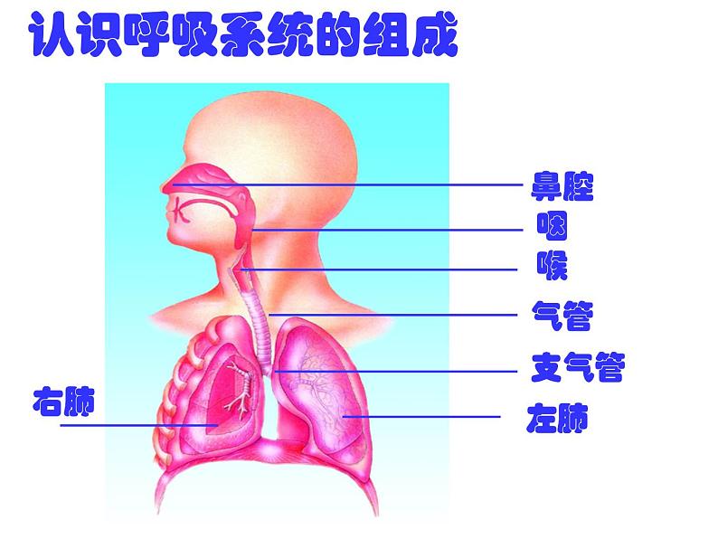 浙教版八下科学  3.5生物的呼吸和呼吸作用 课件07