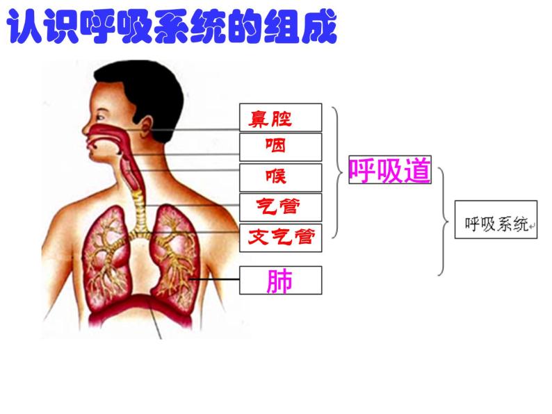 浙教版八下科学  3.5生物的呼吸和呼吸作用 课件08