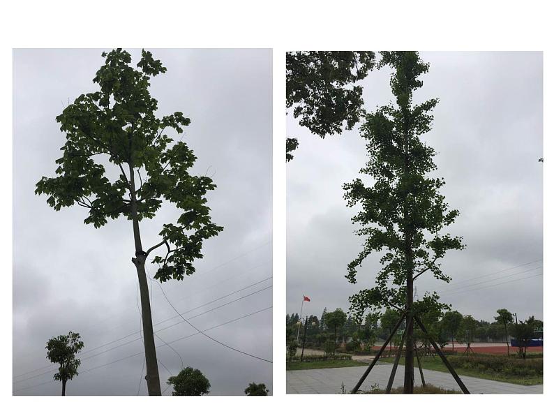 浙教版八下科学  4.4植物的茎与物质运输  课件02