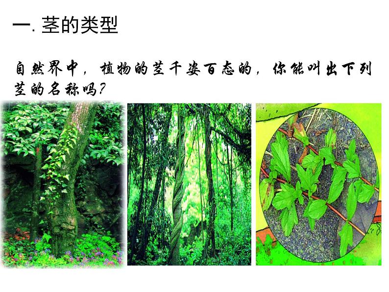 浙教版八下科学  4.4植物的茎与物质运输  课件07