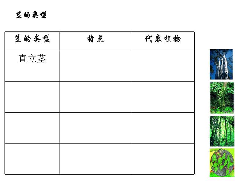 浙教版八下科学  4.4植物的茎与物质运输  课件08