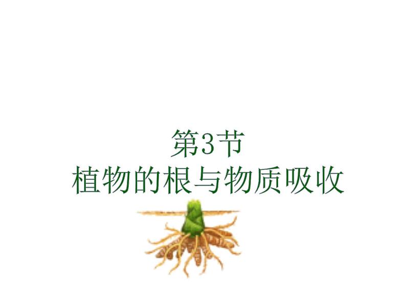 浙教版八下科学  4.3植物的根与物质吸收 课件01