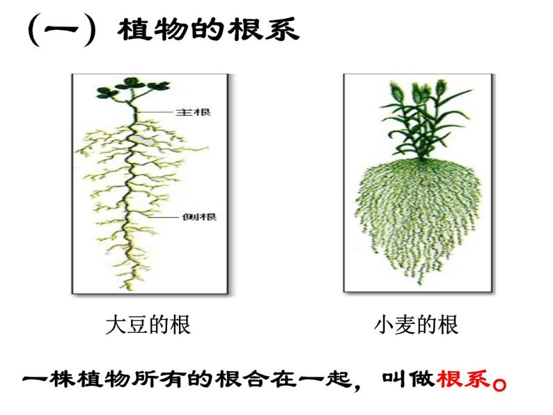 浙教版八下科学  4.3植物的根与物质吸收 课件02