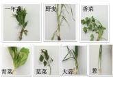 浙教版八下科学  4.3植物的根与物质吸收 课件