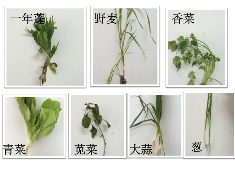 浙教版八下科学  4.3植物的根与物质吸收 课件03