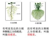 浙教版八下科学  4.3植物的根与物质吸收 课件