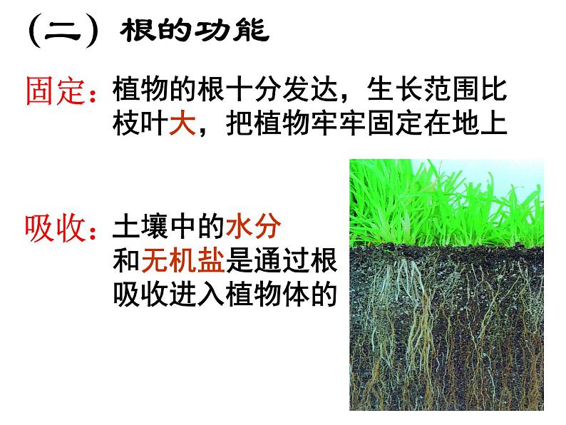 浙教版八下科学  4.3植物的根与物质吸收 课件06