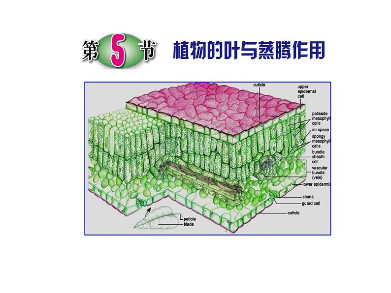 浙教版八下科学  4.5植物的叶与蒸腾作用 课件01