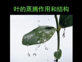 浙教版八下科学  4.5植物的叶与蒸腾作用 课件