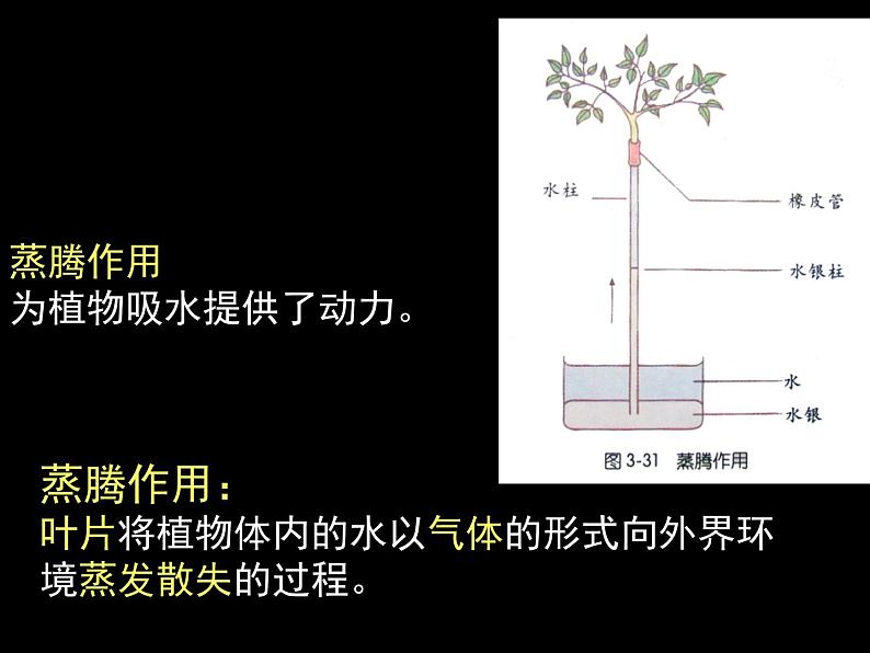 浙教版八下科学  4.5植物的叶与蒸腾作用 课件05