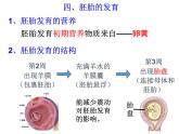 浙教版七下科学  1.1新生命的诞生 课件