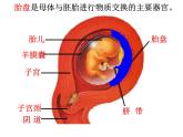 浙教版七下科学  1.1新生命的诞生 课件