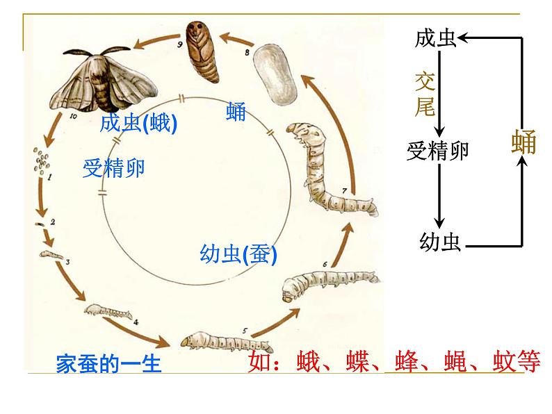 浙教版七下科学  1.3动物的生长时期 课件第5页