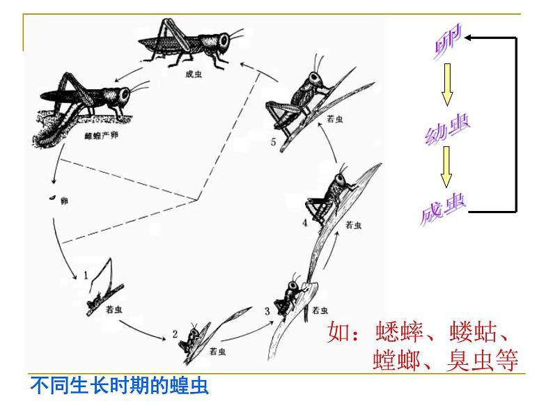 浙教版七下科学  1.3动物的生长时期 课件第7页