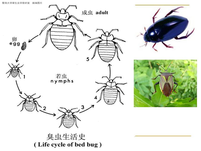 浙教版七下科学  1.3动物的生长时期 课件第8页