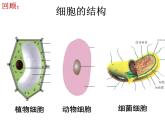 浙教版七下科学  1.6细菌和真菌的繁殖 课件