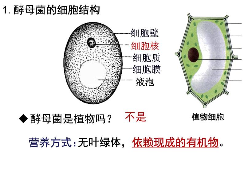 浙教版七下科学  1.6细菌和真菌的繁殖 课件04