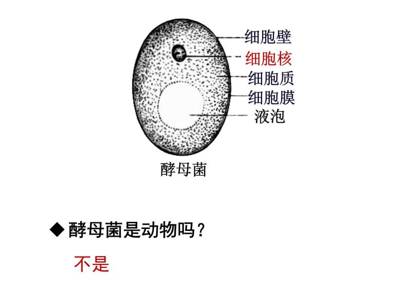 浙教版七下科学  1.6细菌和真菌的繁殖 课件05