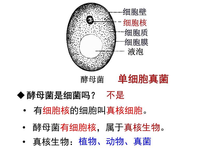 浙教版七下科学  1.6细菌和真菌的繁殖 课件06