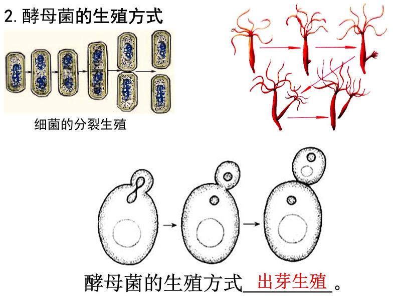 浙教版七下科学  1.6细菌和真菌的繁殖 课件07