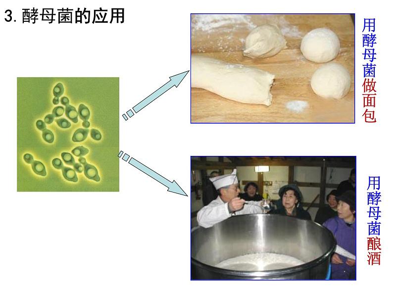 浙教版七下科学  1.6细菌和真菌的繁殖 课件08