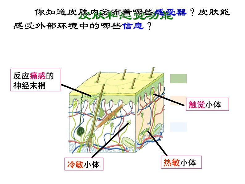 浙教版七下科学  2.1感觉世界 课件08