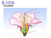 浙教版七下科学  1.5植物生殖方式的多样性 课件