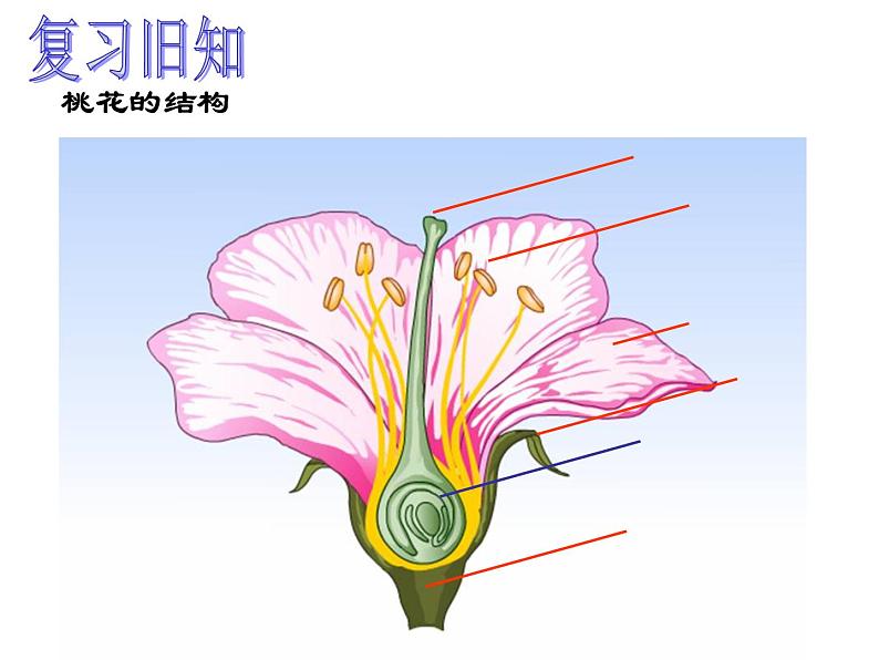 浙教版七下科学  1.5植物生殖方式的多样性 课件第2页