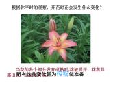 浙教版七下科学  1.5植物生殖方式的多样性 课件