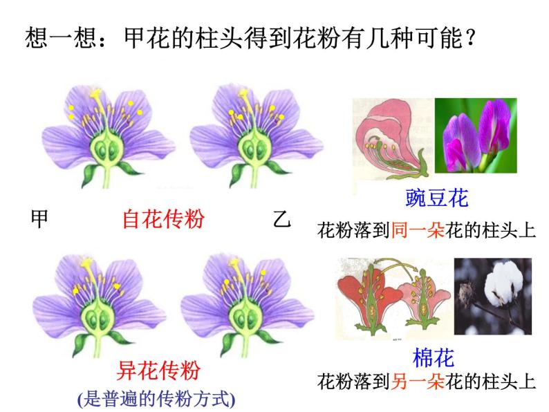 浙教版七下科学  1.5植物生殖方式的多样性 课件05