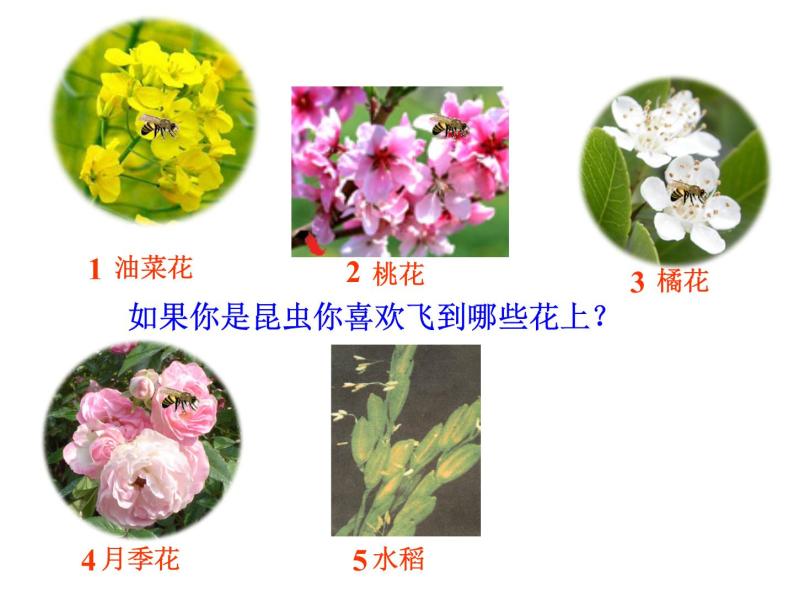 浙教版七下科学  1.5植物生殖方式的多样性 课件08