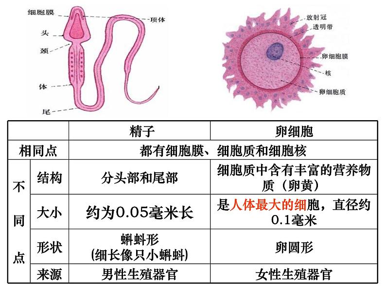 浙教版七年级下册科学 1.1新生命的诞生 课件04