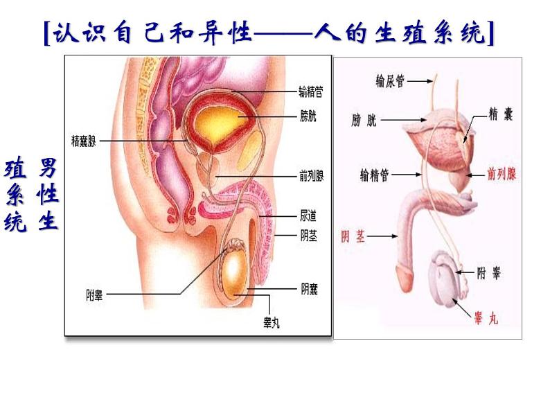 浙教版七年级下册科学 1.1新生命的诞生 课件05