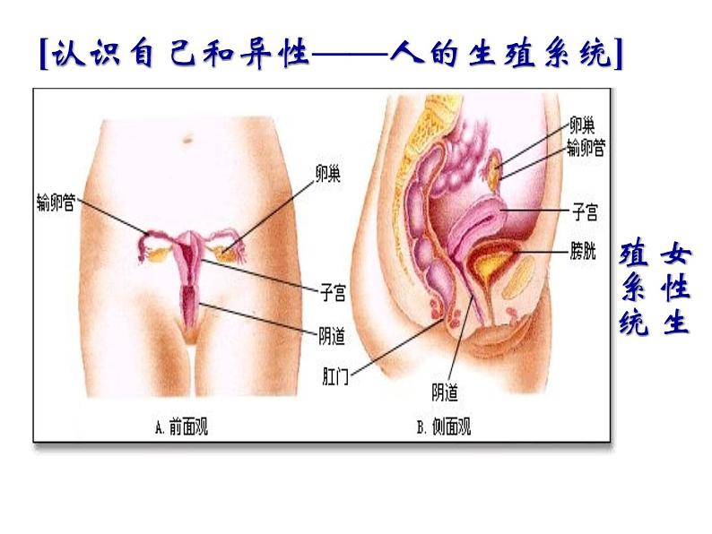 浙教版七年级下册科学 1.1新生命的诞生 课件07